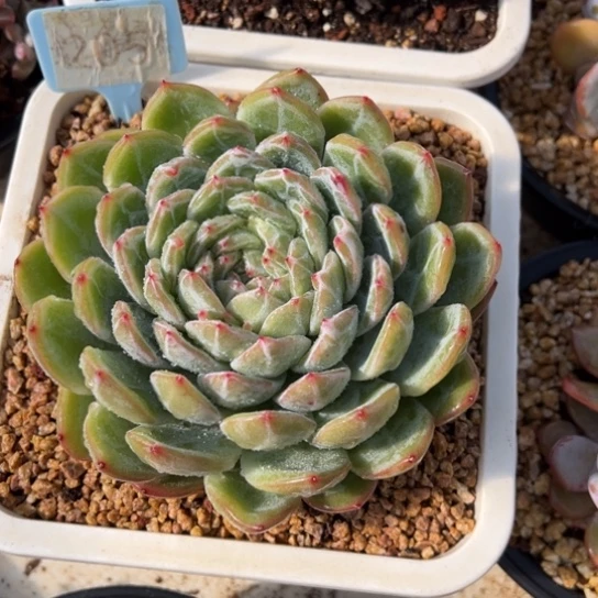 雪花珍妮 夏鸣园艺