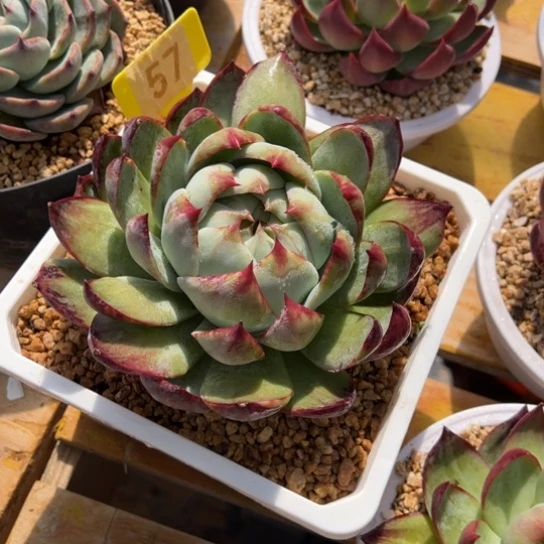 @****姐57惊鸿仙子 夏鸣园艺