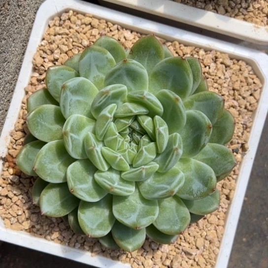 雪花珍妮 夏鸣园艺 13公分