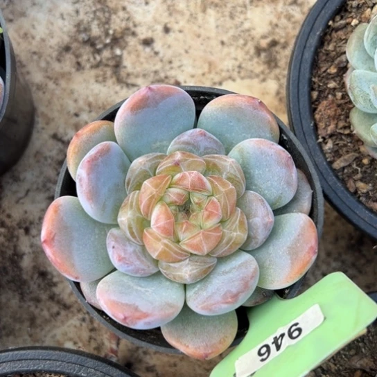 冰魄 单头 夏鸣园艺