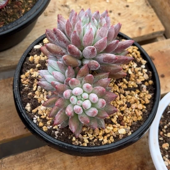 所罗门 夏鸣园艺