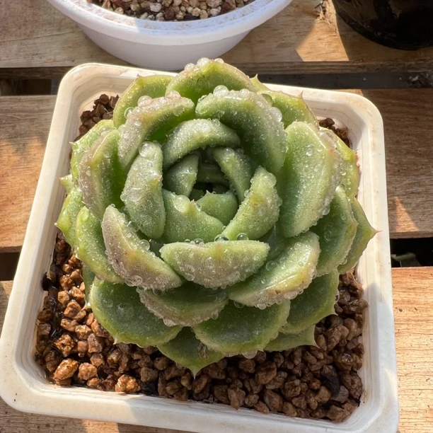 冰橙 多肉 夏鸣园艺