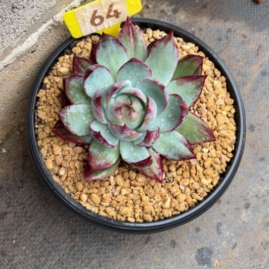 64惊鸿仙子 夏鸣园艺