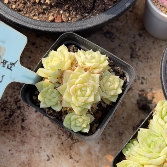 白天鹅 夏鸣园艺