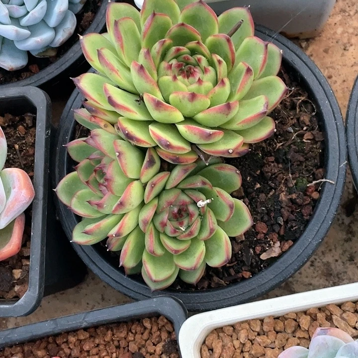 月亮石 夏鸣园艺