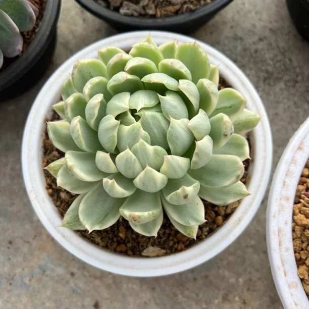 女王玛利亚锦 多肉 夏鸣园艺