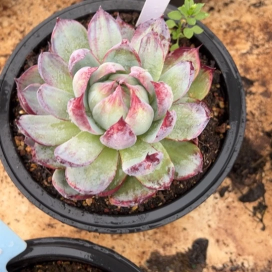 饭****饭惊鸿仙子 夏鸣园艺