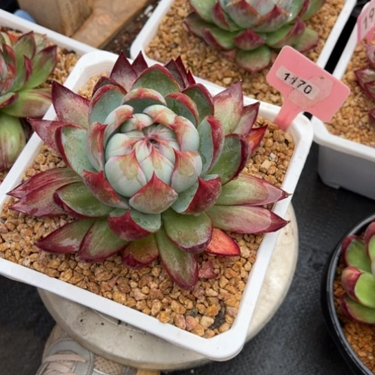 ?**?70惊鸿仙子 夏鸣园艺