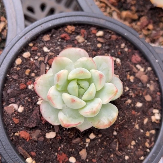 香草比斯锦 夏鸣园艺
