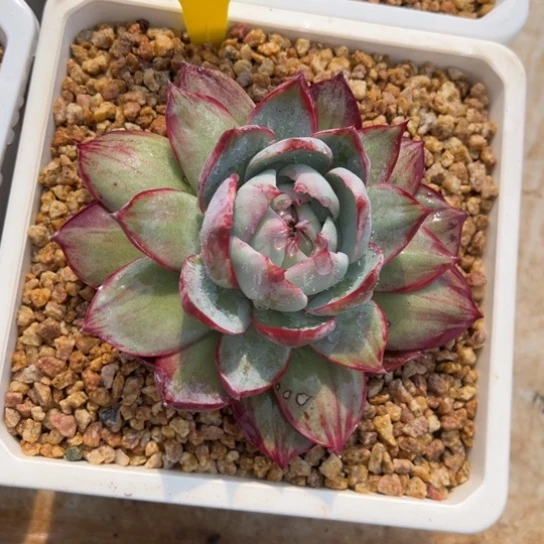 小**余68惊鸿仙子 夏鸣园艺