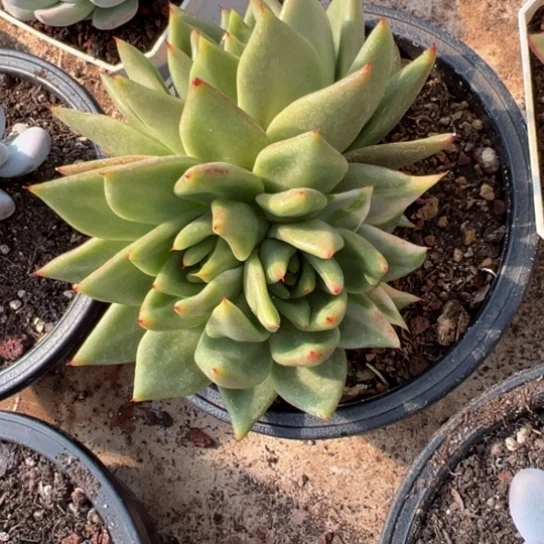 艾克魂 夏鸣园艺