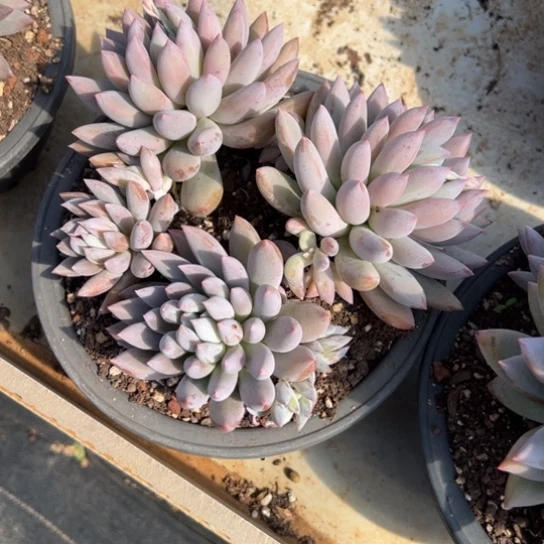 @*战所罗门 夏鸣园艺