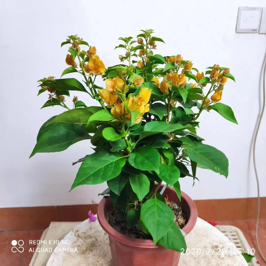 三角梅苗勤花品种爬藤老桩室内花卉植物四季开花 带盆 花苞发货