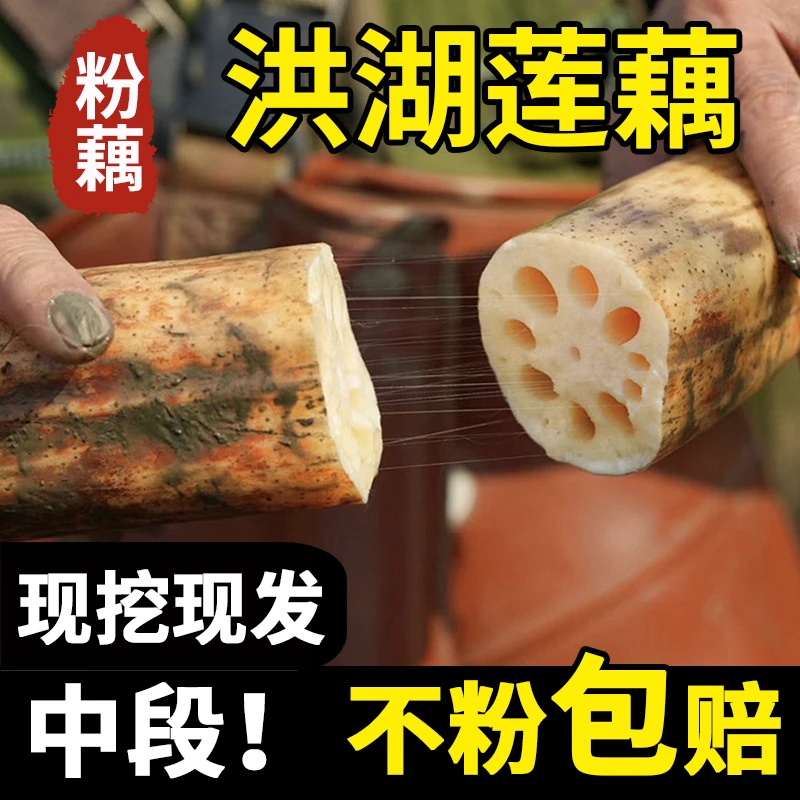 正宗洪湖粉藕湖北特产莲藕煲汤新鲜糯米藕九孔莲藕红现挖香糯原产