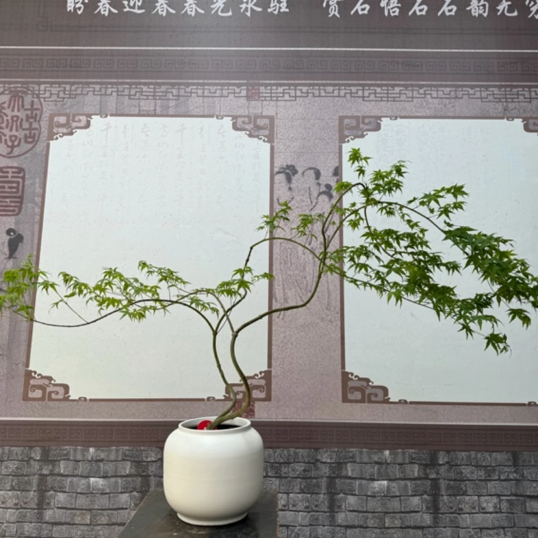 流泉枫,造型盆景,客厅卧室阳台庭院简约桌面盆景