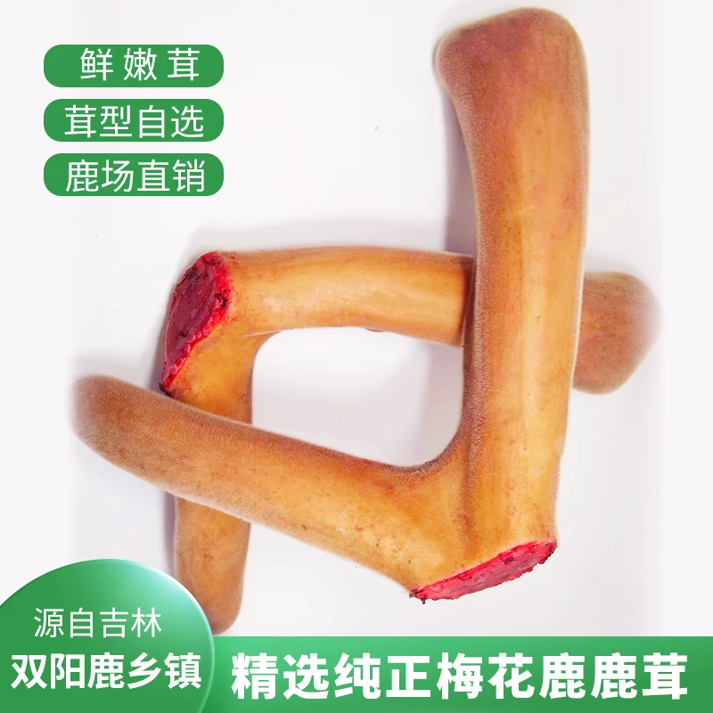 直播间现选整支鹿茸 泡酒 煲汤 炖肉 图片仅供参考