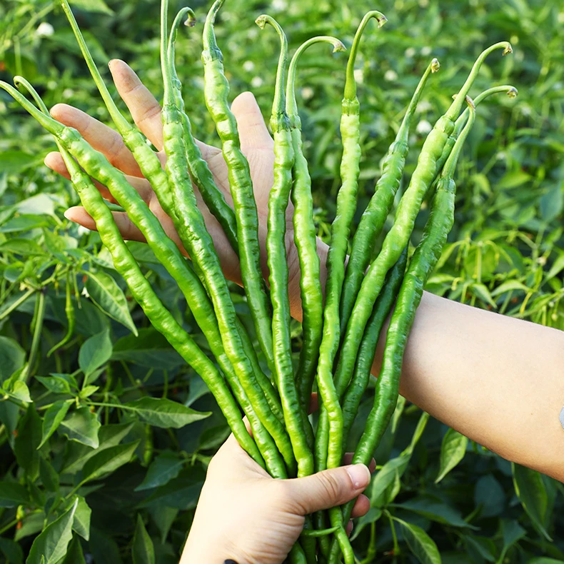 强势2022香辣长线椒种子辣椒高产椒阳台盆栽春季四季农家蔬菜种籽