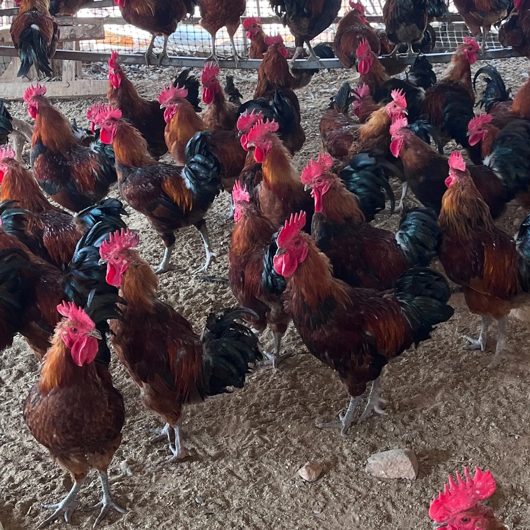 【唐町生态养殖场】一年半散养肉质走地鸡带内脏1800g以上新鲜紧实