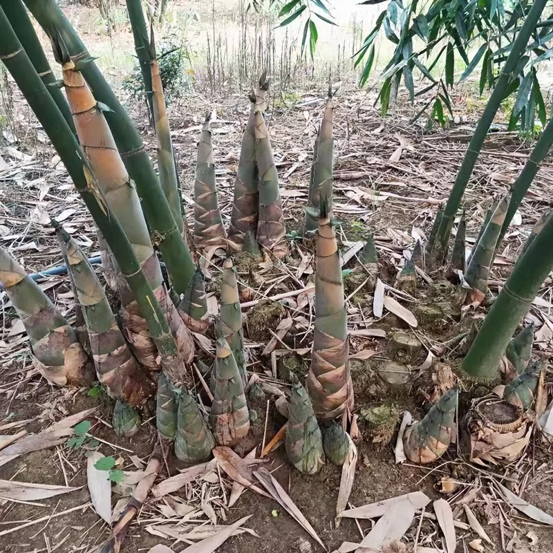 麻竹苗现挖现发易种植成活高四季种麻竹众生竹大型产笋竹苗甜竹苗
