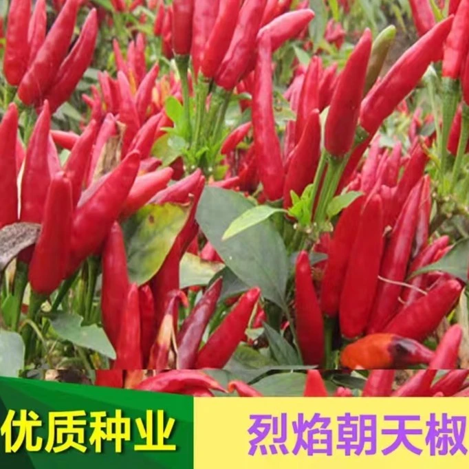 四季小米辣椒种籽正宗朝天椒种子春季蔬菜种子口感超辣盆栽阳台种
