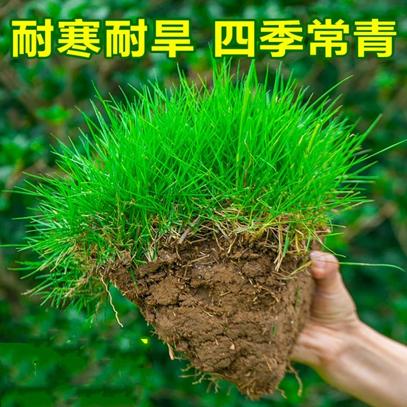 四季常青耐寒庭院绿化护坡草籽耐践踏易打理低矮冬季黑麦草种子