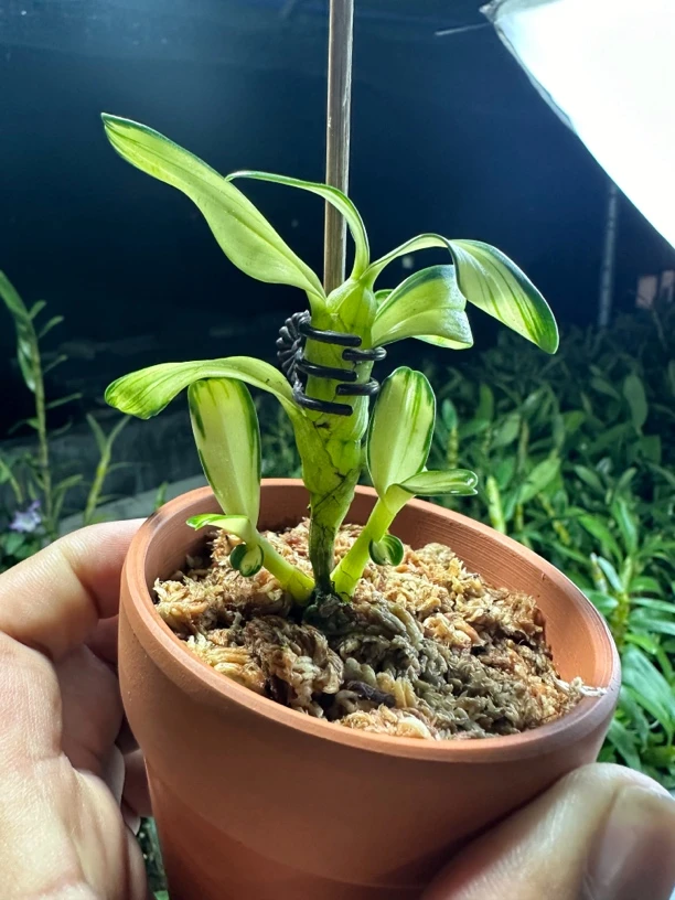 云金艺稳定整盆2200顺丰包邮