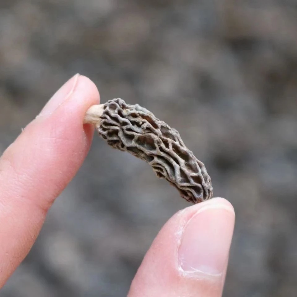 【三妹推荐】山货迷你羊肚菌①