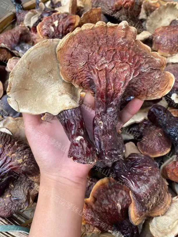 大山里的山货松白肉灵子【优选】