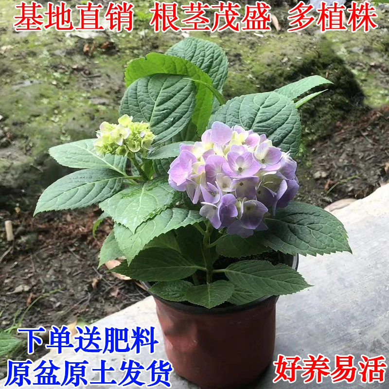 无尽夏大花绣球耐寒带花苞好养花苗四季开花庭院阳台花卉盆栽植物