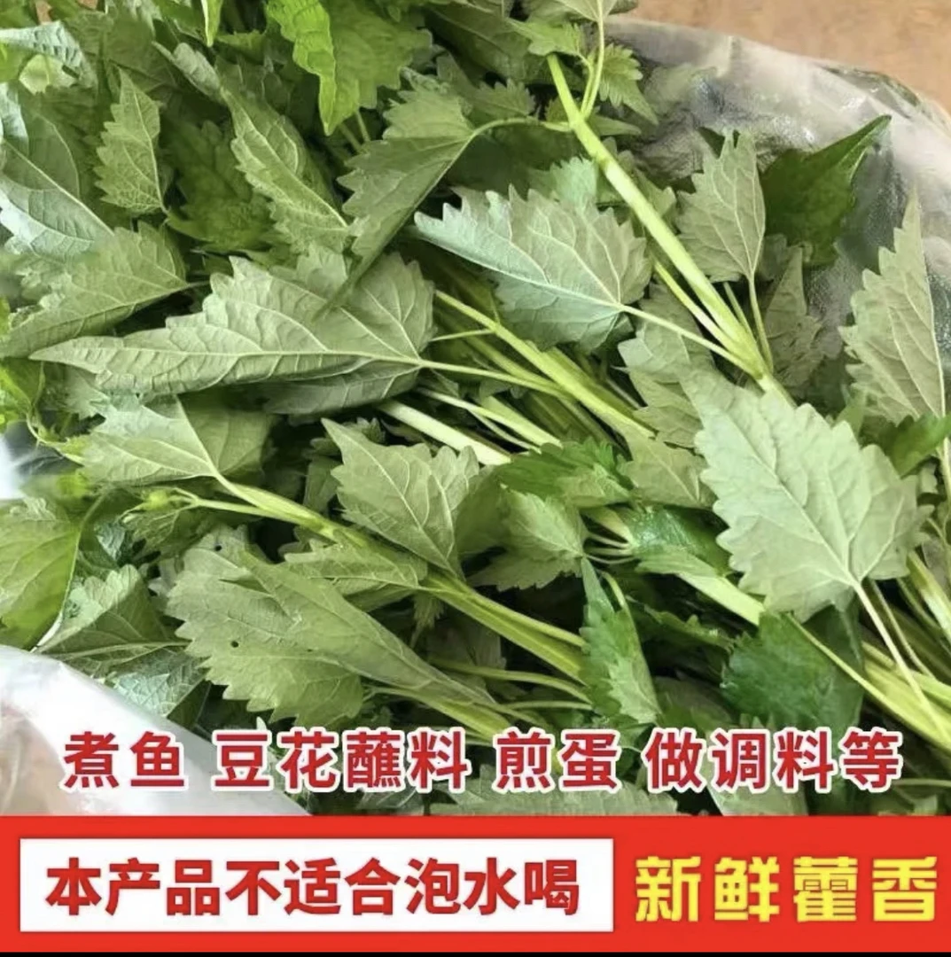 四川现摘露天自种香草鱼香叶大茴香叶泡沫箱包装藿香叶藿香