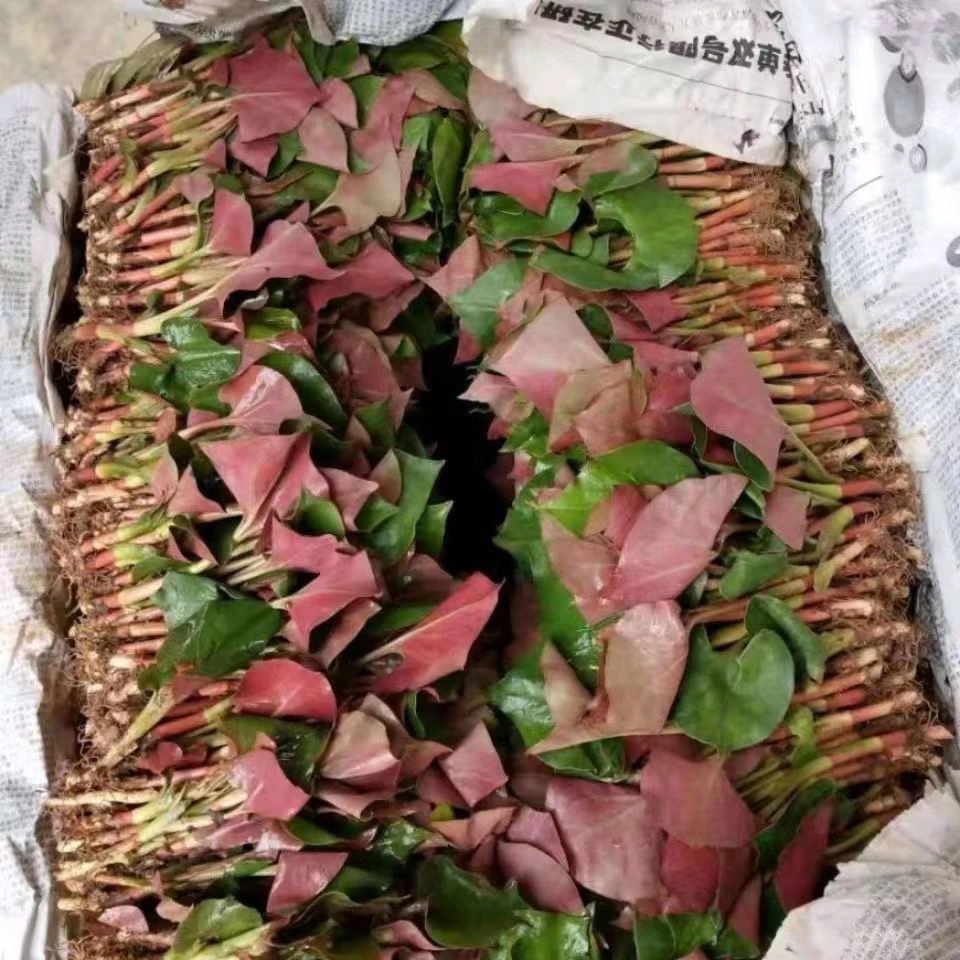 四川农家折耳根嫩叶清炒凉拌新鲜蔬菜当季时令菜