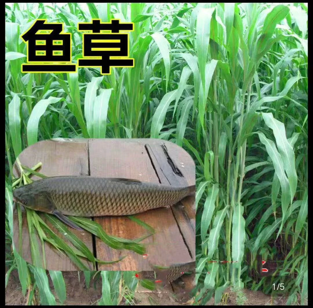 鱼草种子四季可种喂鱼黑麦草苏丹草狼尾草