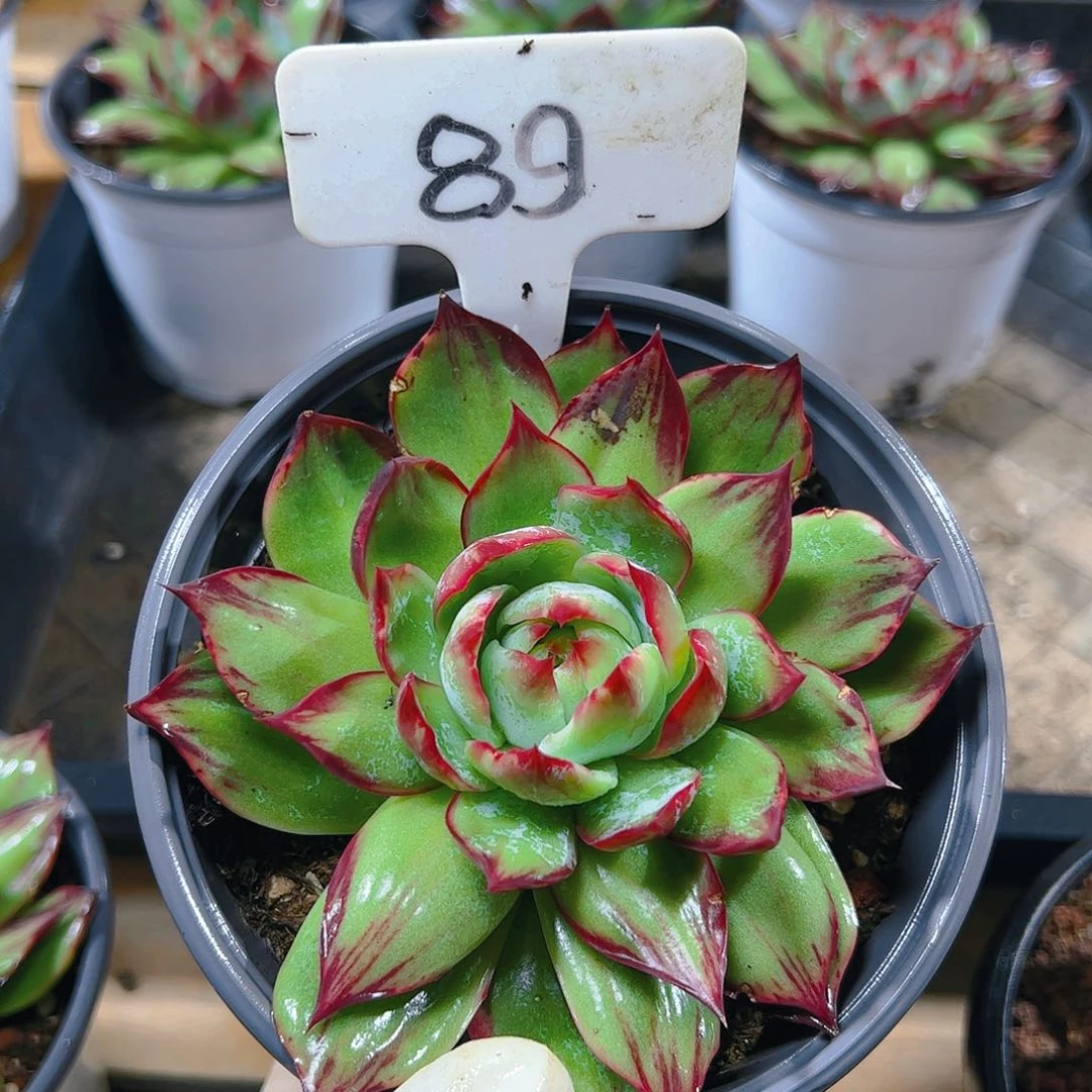 惊鸿仙子一物一拍89号