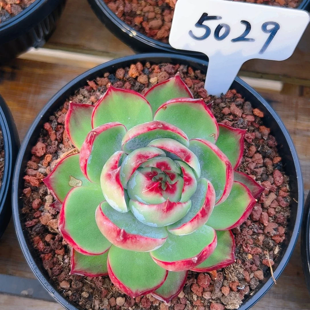 惊鸿仙子一物一拍5029号