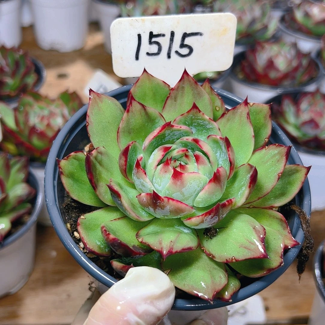 惊鸿仙子一物一拍1515号