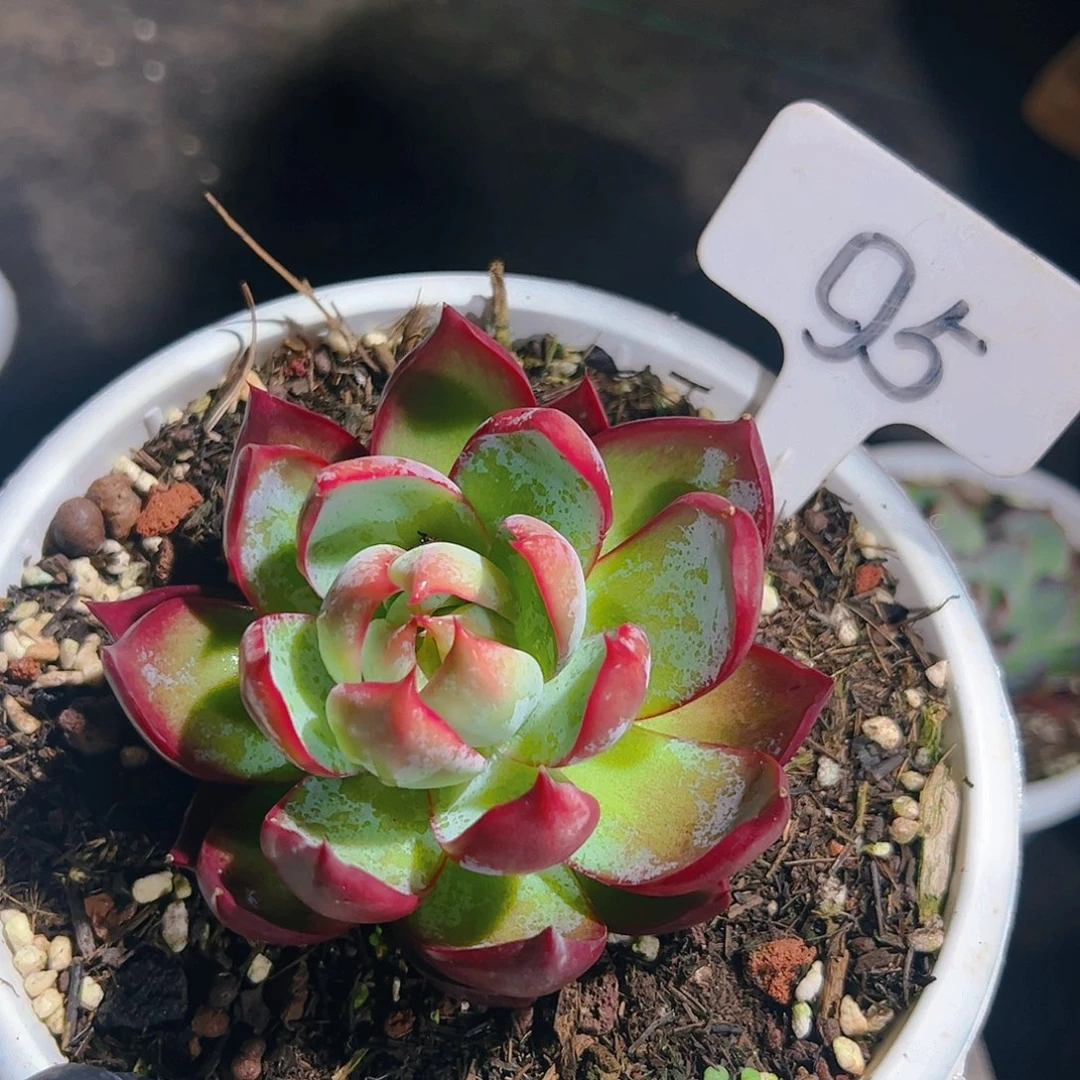 惊鸿仙子一物一拍95号