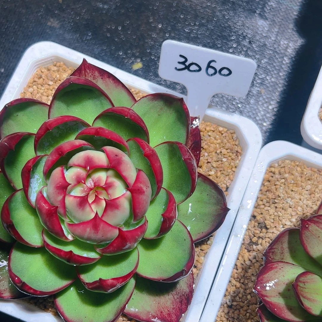 ?****娜惊鸿仙子一物一拍3060号