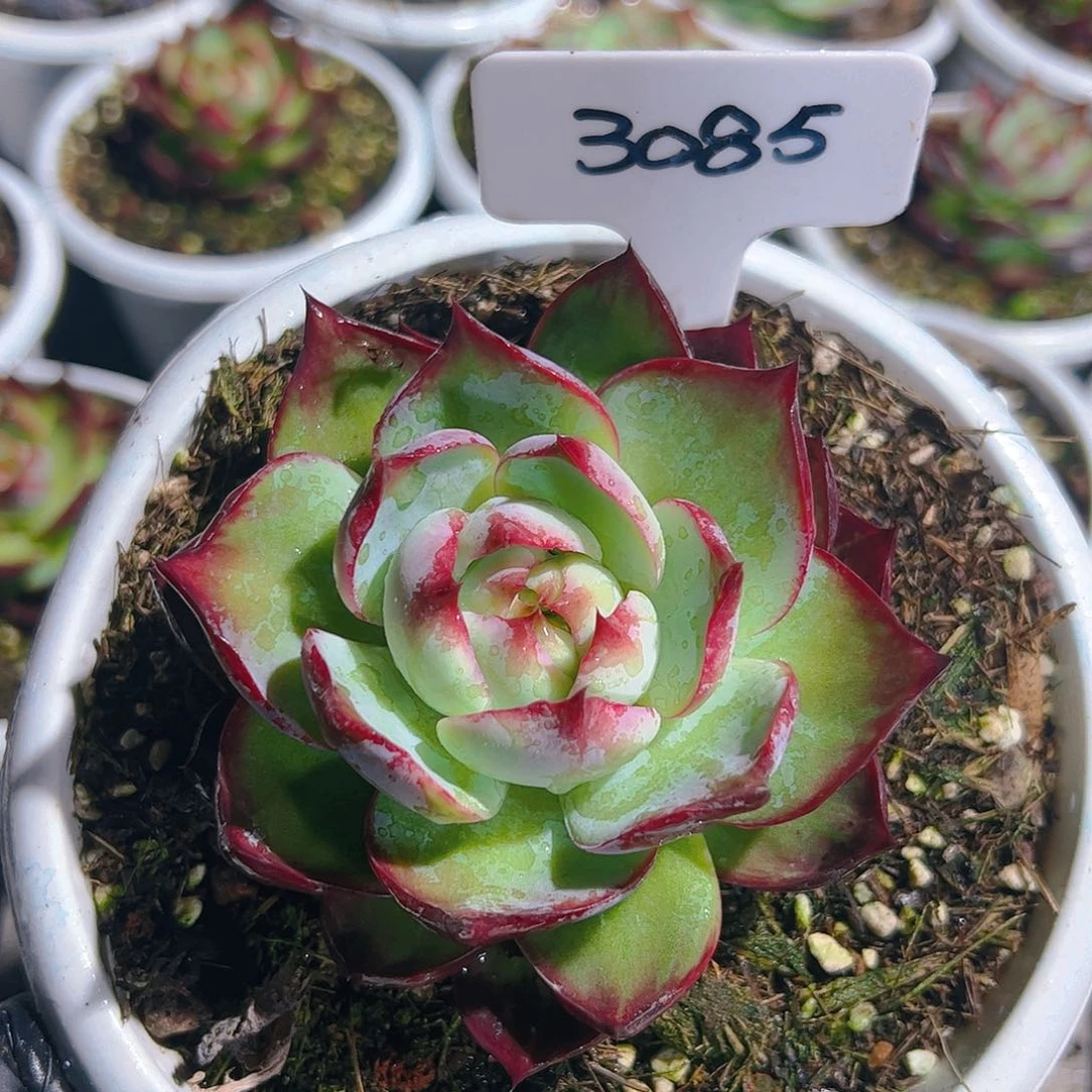 惊鸿仙子一物一拍3085号