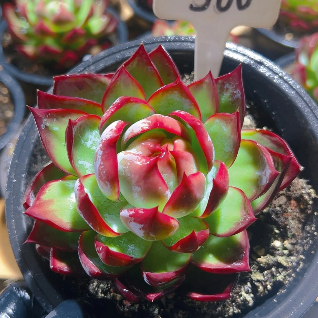 小****惊鸿仙子一物一拍500号