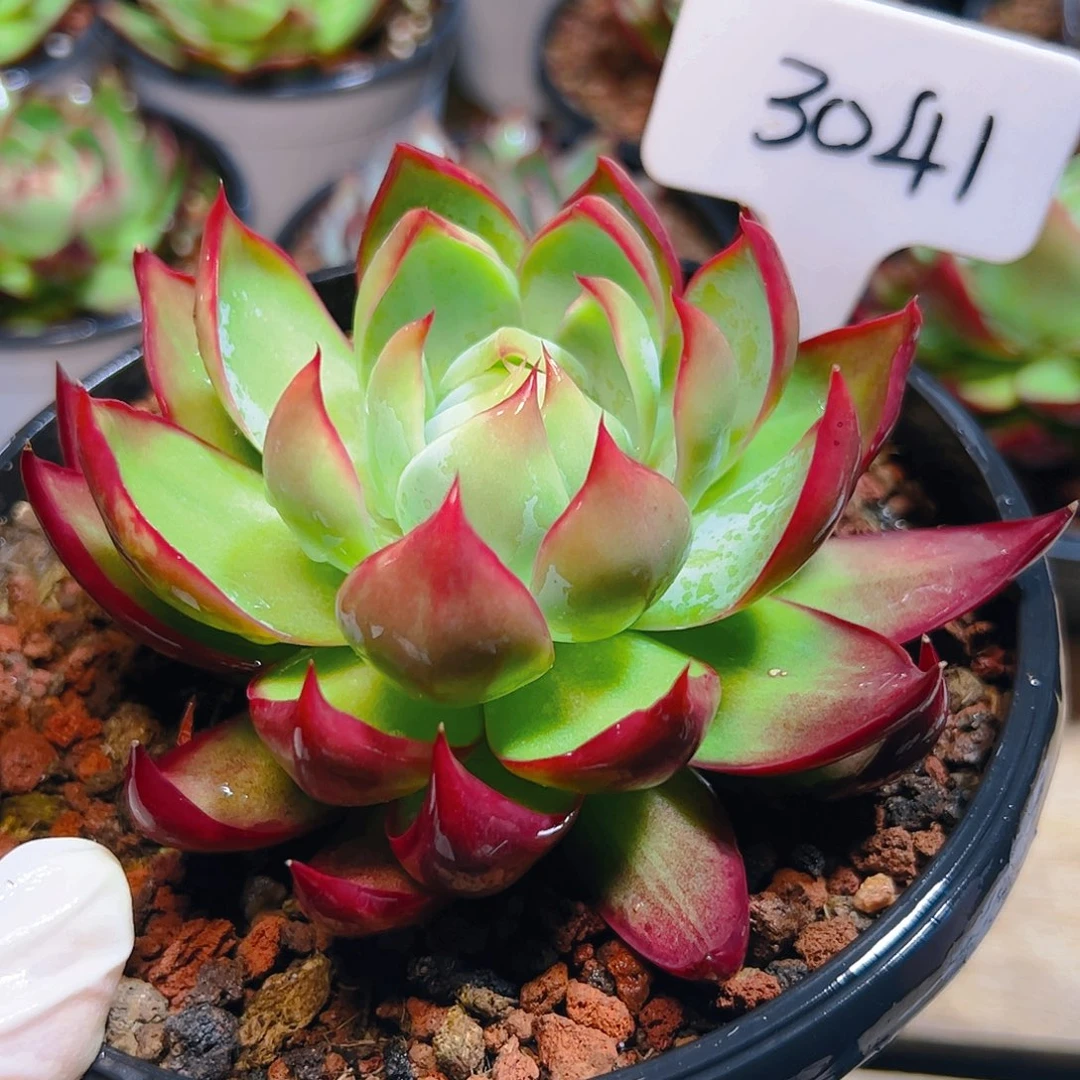 惊鸿仙子一物一拍3041号