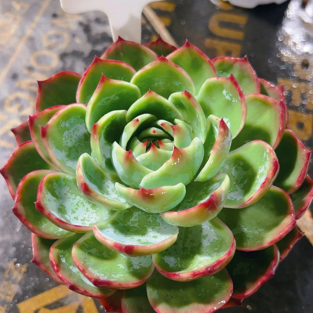 媛惊鸿仙子一物一拍3065号