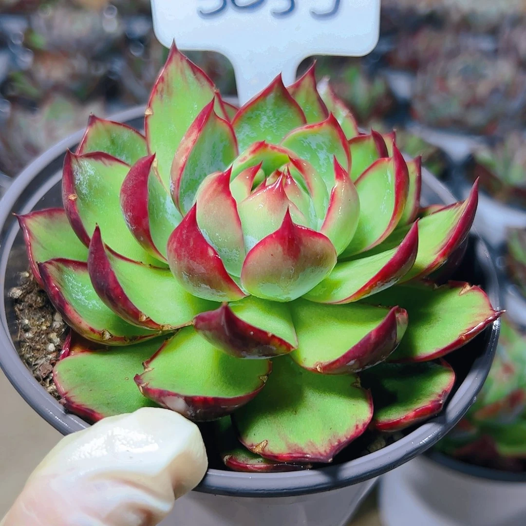 惊鸿仙子一物一拍3035号（有裂口）