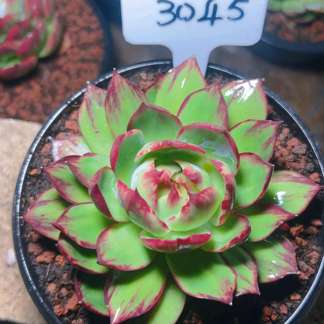 惊鸿仙子一物一拍3045号