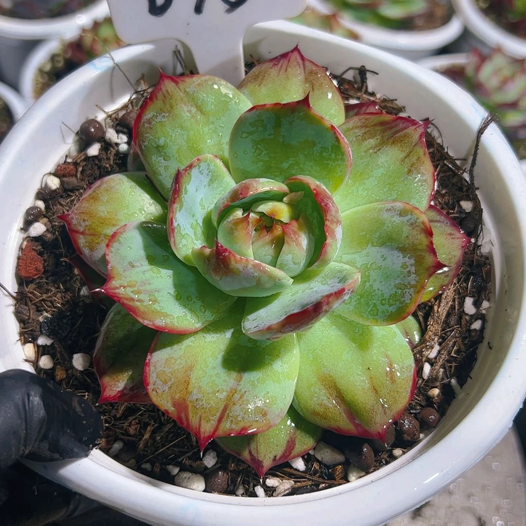 惊鸿仙子一物一拍673号