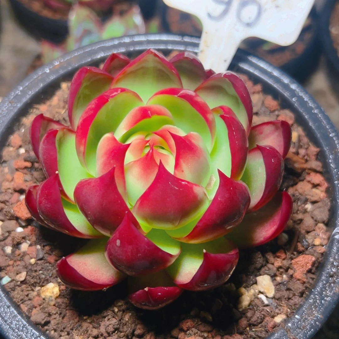 惊鸿仙子一物一拍96号