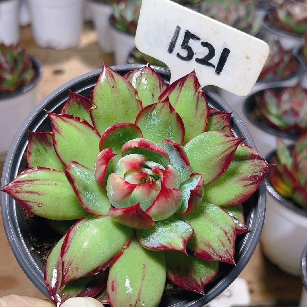 惊鸿仙子一物一拍1521号