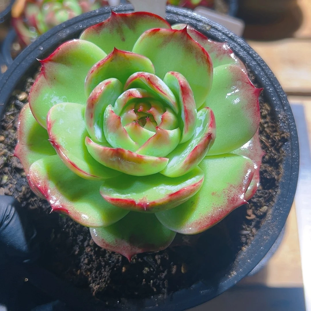 大*珠惊鸿仙子一物一拍2号