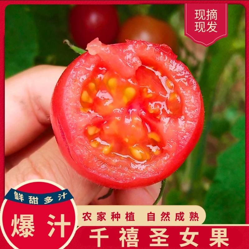 【广西圣女果】爽口千禧圣女果小番茄自然成熟精选采摘皮薄自然成熟