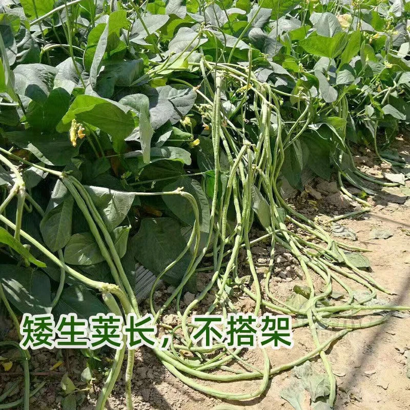 【无架豇豆种子】家庭阳台小院不搭架豇豆种子菜园盆栽蔬菜