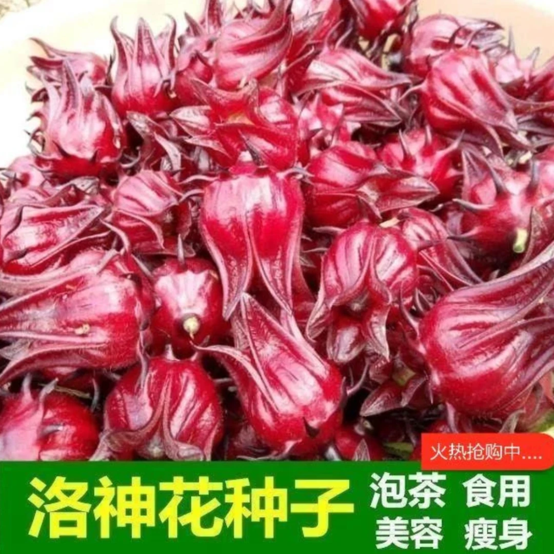 洛神花种子花草茶种籽耐寒抗热